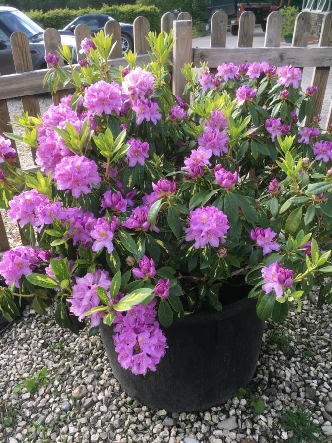 Stoke Rivers Stoke House Bed And Breakfast מראה חיצוני תמונה